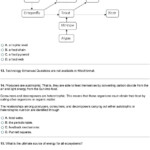 3 2 Energy Producers And Consumers Worksheet Answer Key