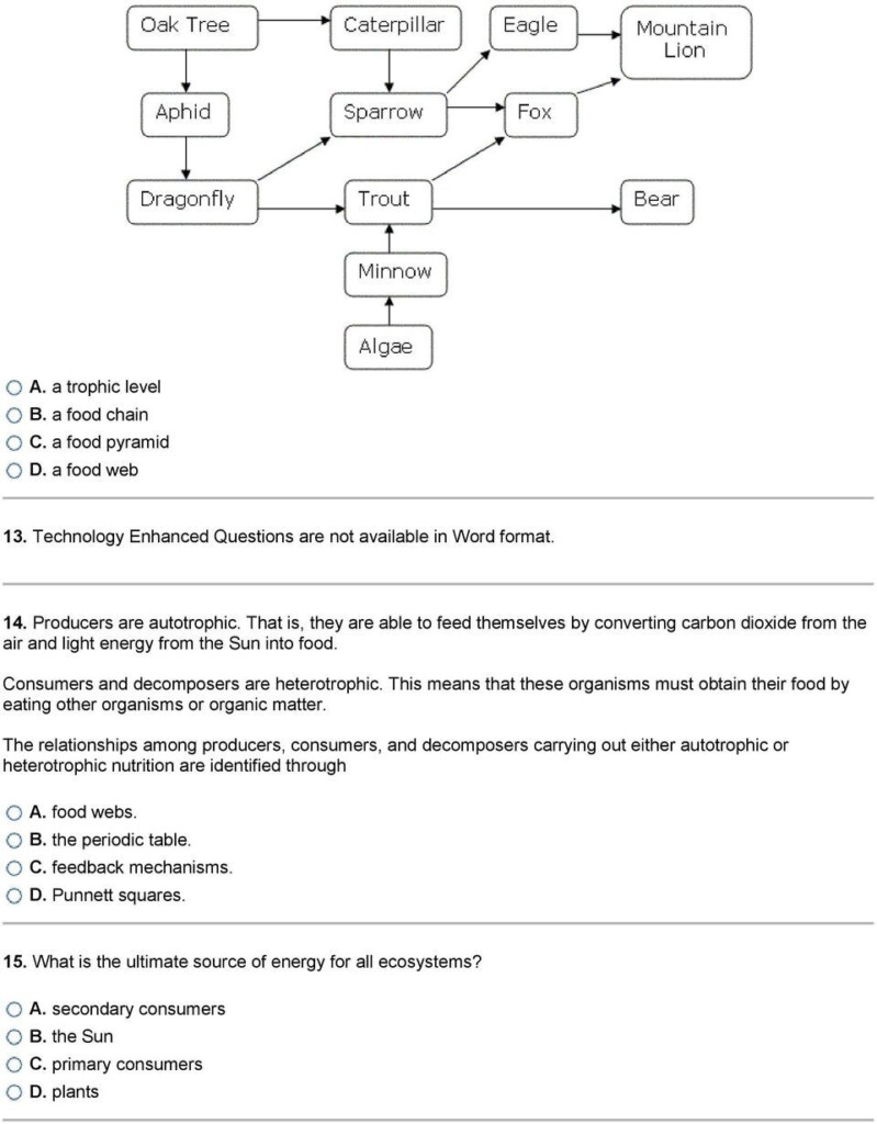 3 2 Energy Producers And Consumers Worksheet Answer Key
