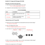 8 1 Energy And Life Worksheet Answer Key Worksheet