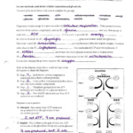 Answers To The Respiration Study Guide
