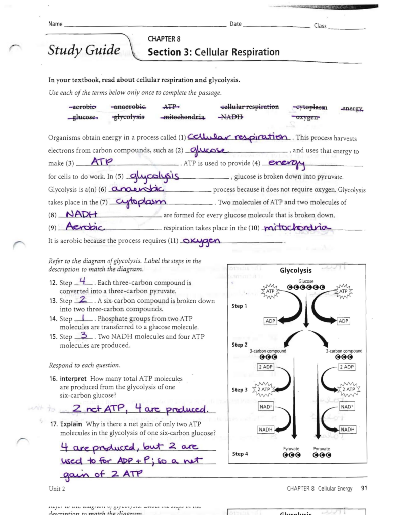 Answers To The Respiration Study Guide
