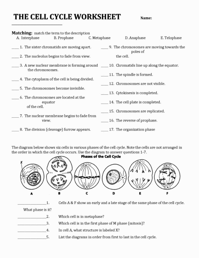 Cell Cycle Student Worksheet Answer Key It Is Also Essential To 