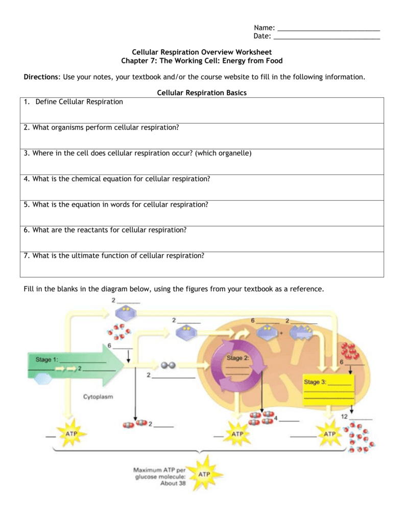 Cellular Respiration Overview Worksheet Chapter 7 Cellular Respiration Overview Worksheet Chapter 7