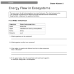 Energy Flow In Ecosystems Worksheet Answer Key Promotiontablecovers