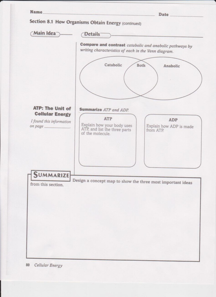 Energy Transfer In Living Organisms Worksheet