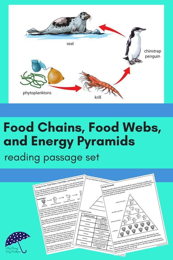 Food Chains Food Webs And Energy Pyramids Reading Passage Reading