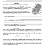 Photosynthesis Making Energy Worksheet