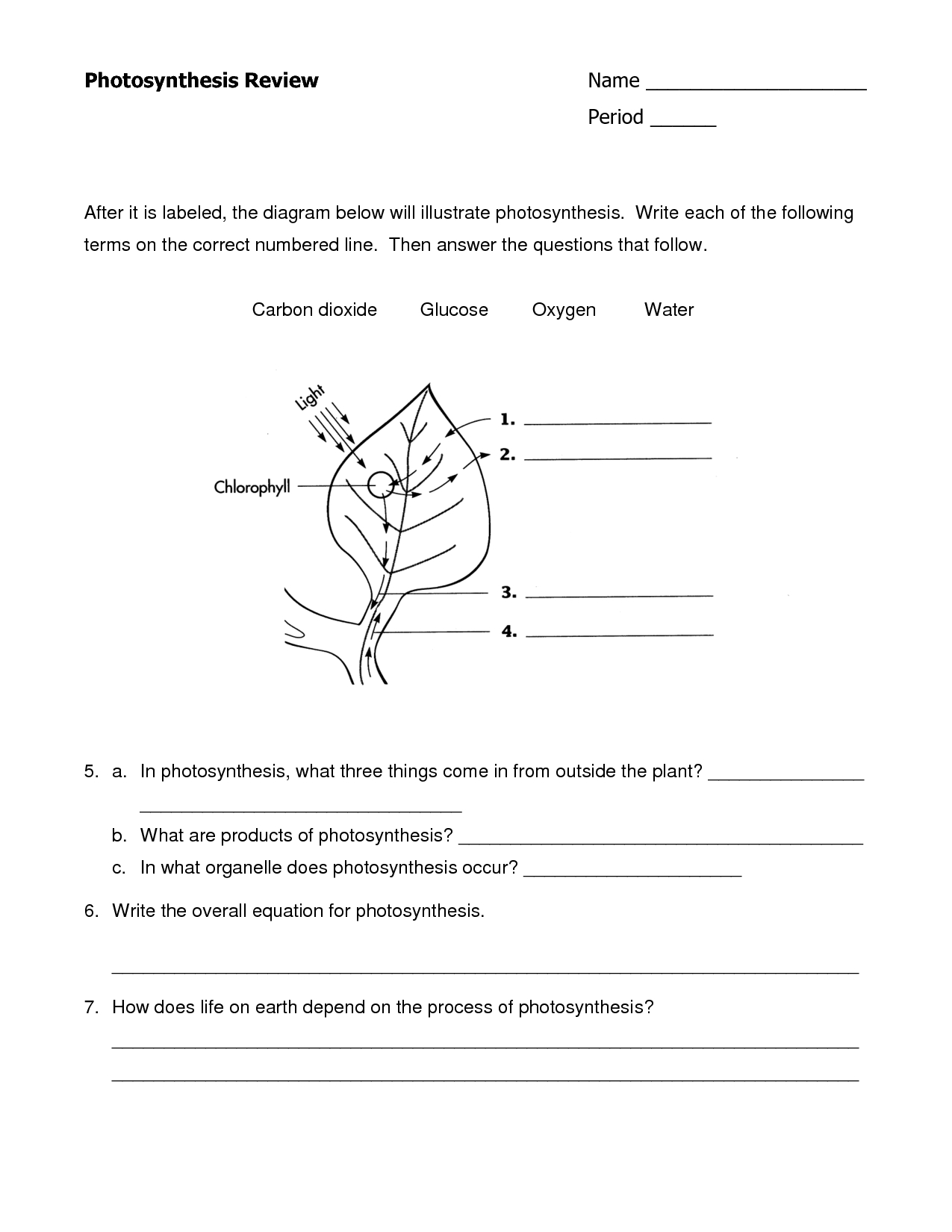 Quiz Worksheet Photosynthesis In Plants Study Free Printable Quiz Worksheet Photosynthesis In Plants Study Free Printable