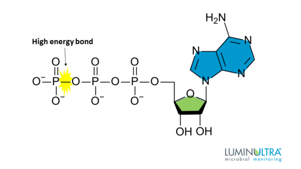 What Is ATP And What Does It Do LuminUltra
