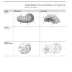 31 Chloroplast And Mitochondria Coloring Worksheet Answer Key Free