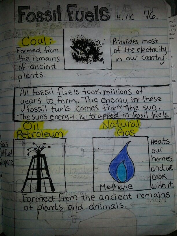 5th Grade Life Science 5th Grade Life Science