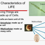 8 Characteristics Of All Living Things Characteristics Of Living