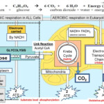 ATP Structure Function Anaerobic And Aerobic Respiration