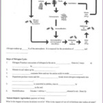 Cell Cycle Student Worksheet Answer Key Cell Cycle And Mitosis Worksheet Answers Db excel