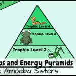 Ecological Energy Pyramid Worksheet Energy Pyramids Worksheets 2019