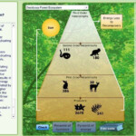 Energy Flow In Ecosystems Worksheet Pdf Answers Worksheet
