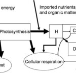 ESS Topic 2 2 Communities And Ecosystems AMAZING WORLD OF SCIENCE