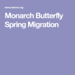 Monarch Butterfly Spring Migration Monarch Butterfly Monarch