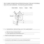 Photosynthesis Worksheet Google Search Photosynthesis Worksheet