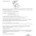 Physical Science Worksheet Conservation Of Energy 2 Answer Db excel