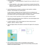 Pogil Answer Key Cellular Respiration Cells Use Atp Energy To Break