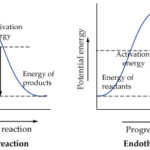 Solved The Reaction Energy Diagrams For An Endothermic An Chegg
