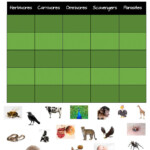 Types Of Consumers Worksheet