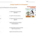 41 Energy Flow In Ecosystems Worksheet Worksheet Resource