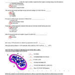 Cellular Respiration Worksheet Answer Key Word Worksheet
