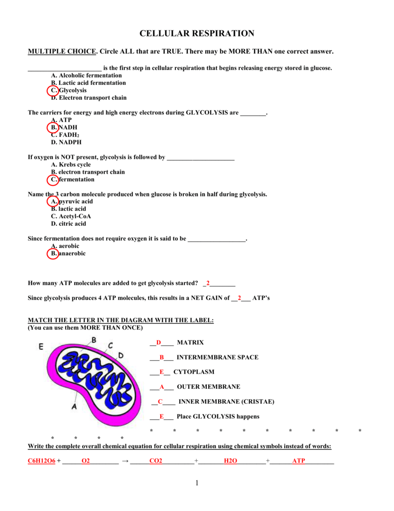 Cellular Respiration Worksheet Answer Key Word Worksheet Cellular Respiration Worksheet Answer Key Word Worksheet