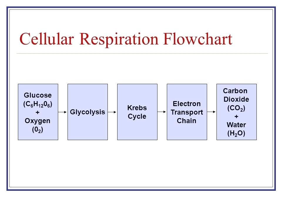 Chapter 9 Energy In A Cell Worksheet Answer Key