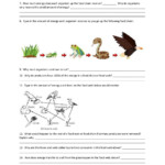 Ecological Pyramids Worksheet Answer Key