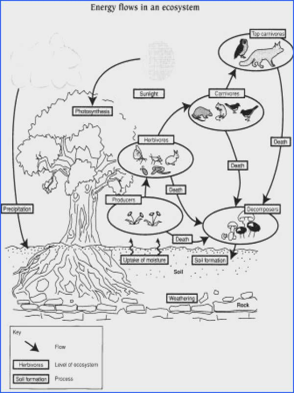 Energy Flow In Ecosystems Worksheet Energy Flow In Ecosystems Worksheet