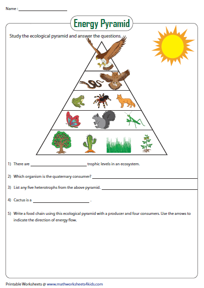 Energy Pyramid Worksheet Energy Pyramid Food Chain Science Crafts Energy Pyramid Worksheet Energy Pyramid Food Chain Science Crafts