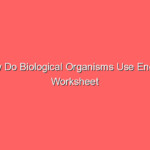 How Do Biological Organisms Use Energy Worksheet Answer Key Sonic Hours