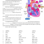 SCIENCE Circulatory System Worksheet